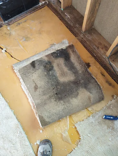 Hidden mold under carpet